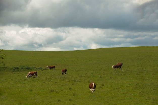 Typical landscape through the Uruguayan prairies