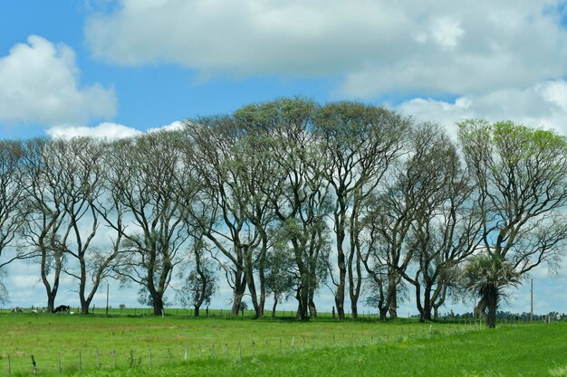 Typical landscape through the Uruguayan prairies
