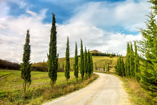 Typical landscape of Tuscany. A cypress avenue leading to a farm in the Val D'Orcia.