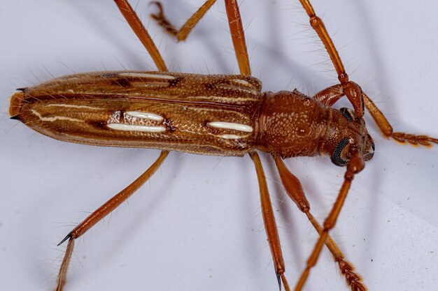 Photo typical longhorn beetle of the species eburodacrys dubitata