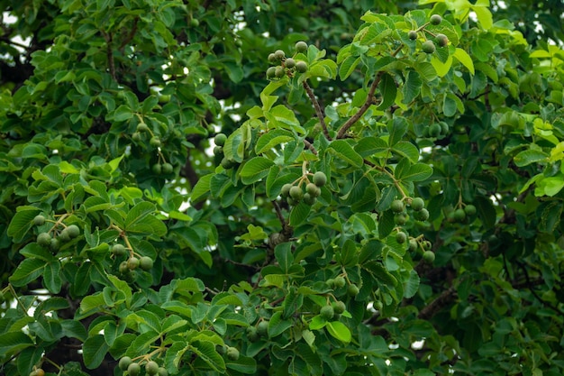 Typical pequi tree caryocar brasiliense in the Brazilian cerrado biome with a twisted trunk