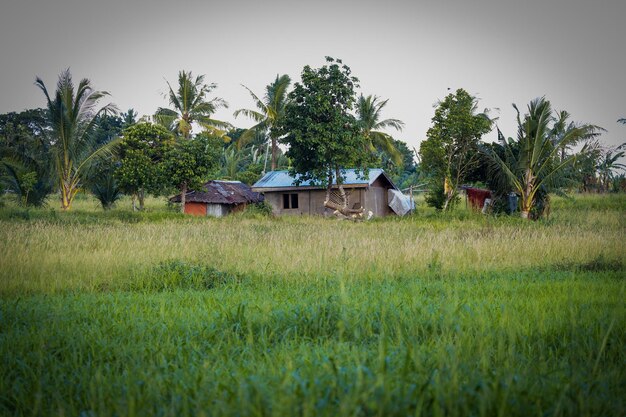 Typical Philippine houses in the rice fields