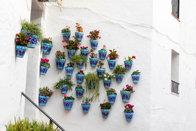 Photo typical potted plants on mijas village