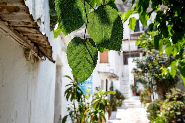 Typical and traditional greek courtyard, street with white walls and bright flowers