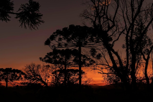 Foto tipico albero del sud del brasile cresce in luoghi alti e freddi con il nome scientifico di araucaria angustifolia foto scattata a rio azul parana brasilexdxa