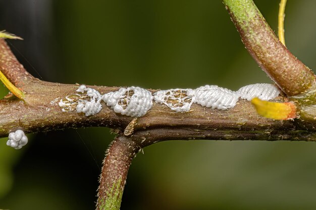 Photo typical treehopper eggs