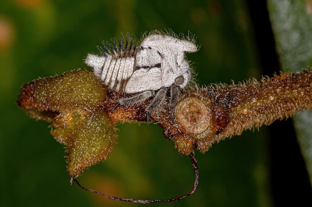 ツノゼミ科の典型的なツノゼミの幼虫