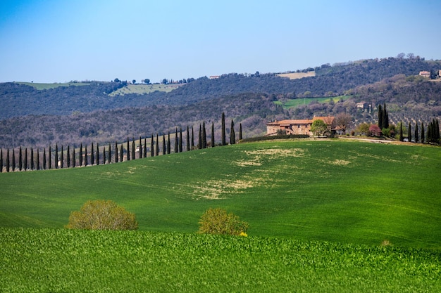 Типичный тосканский пейзаж
