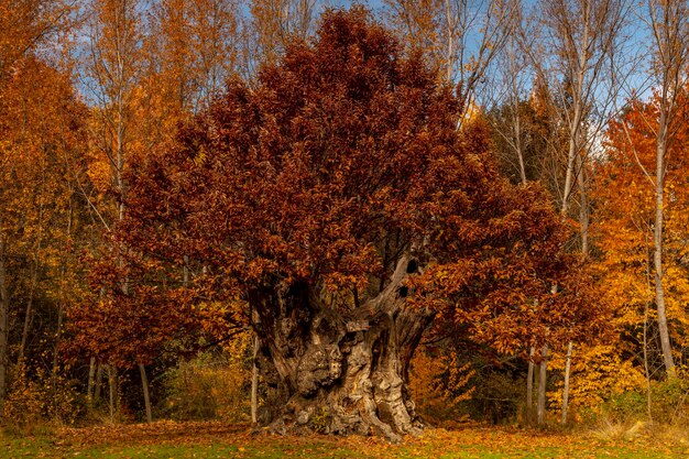 Foto paesaggio tipicamente autunnale nei campi andalusi