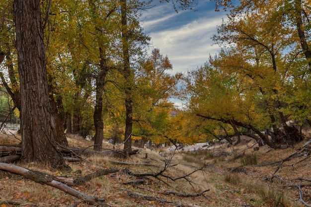 Typically autumnal landscape in the andalusian fields