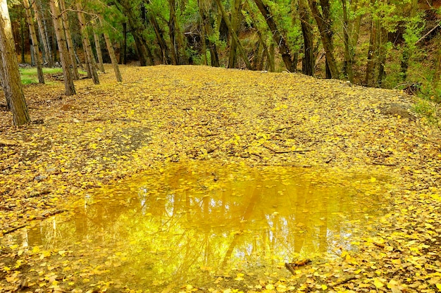 안달루시아 들판의 전형적인 가을 풍경