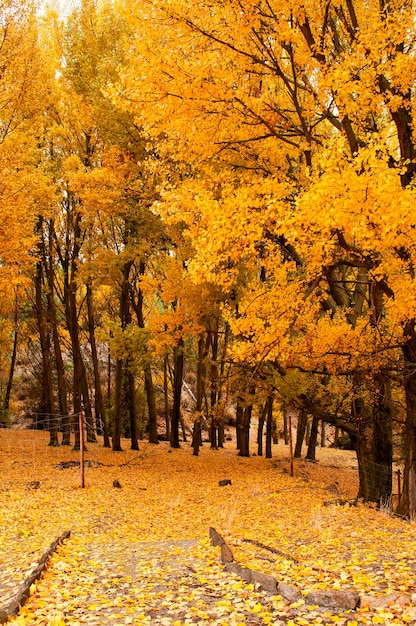 Typisch herfstlandschap in de Andalusische velden