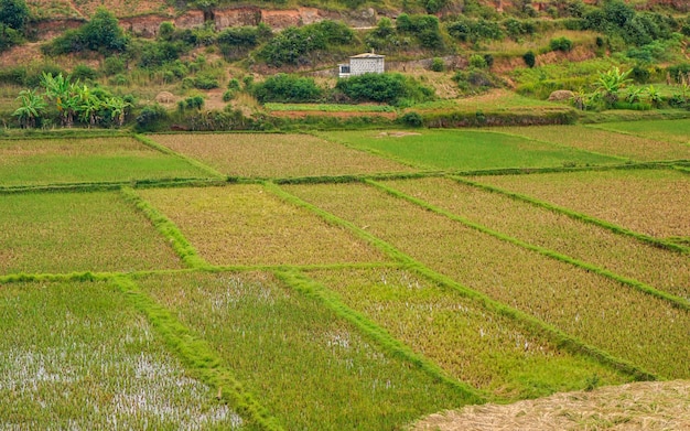 Typisch landschap van Madagaskar vlakke natte rijstvelden in de voorgrond kleine heuvels op de achtergrond
