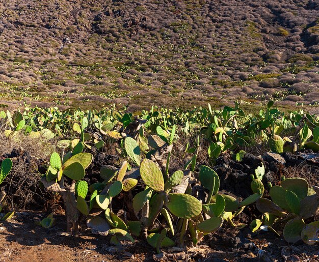 Typisch Linosa-landschap met wilde planten van stekelige peren, Sicilië