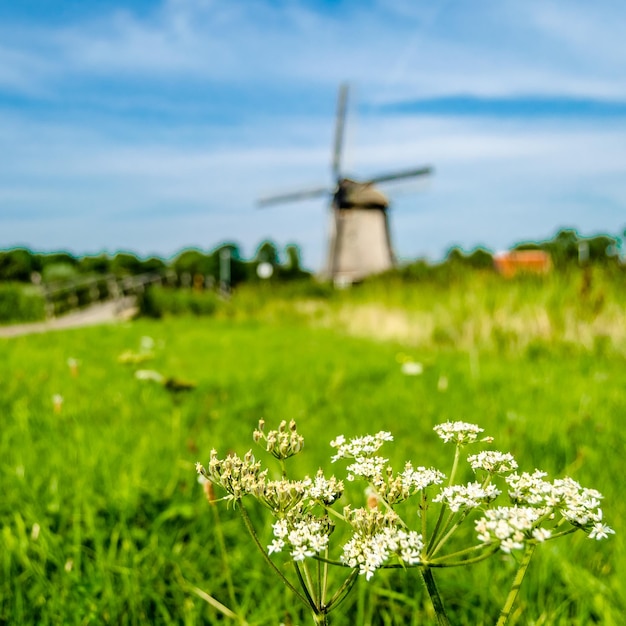 Typisch Nederlands landschap in Alkmaar Nederland