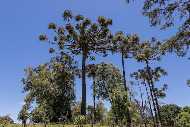 Typische boom uit Zuid-Brazilië Groeit op hoge en koude plaatsen Met de wetenschappelijke naam Araucaria angustifolia Foto genomen in Rio Azul Parana BraziliëxDxA
