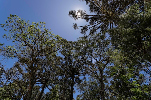 Typische boom uit Zuid-Brazilië Groeit op hoge en koude plaatsen Met de wetenschappelijke naam Araucaria angustifolia Foto genomen in Rio Azul Parana BraziliëxDxA