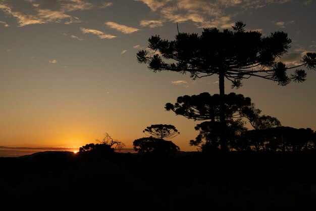 Typische boom uit Zuid-Brazilië Groeit op hoge en koude plaatsen Met de wetenschappelijke naam Araucaria angustifolia Foto genomen in Rio Azul Parana BraziliëxDxA