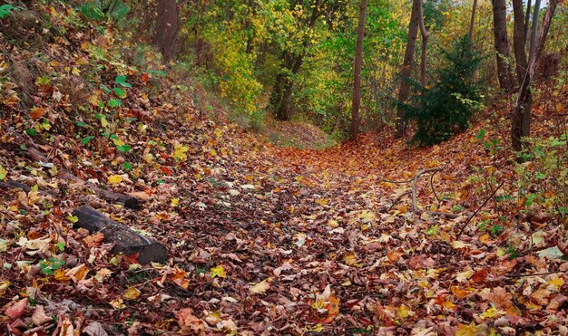 Typische herfst in het bos van Denemarken