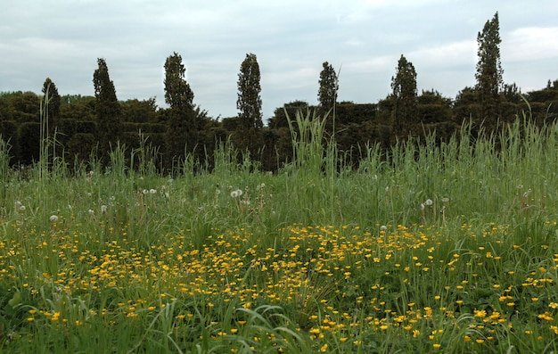 Typische Nederlandse natuur op een lentedag