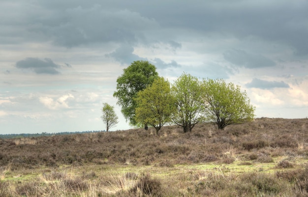 Typische Nederlandse natuur op een lentedag