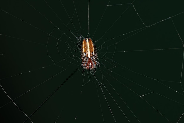 Typische Orbweaver Spider