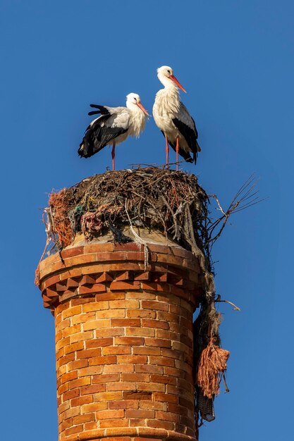 Typische witte ooievaar ooievaars bovenop schoorsteen