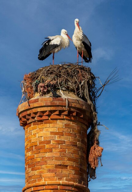 Typische witte ooievaar ooievaars bovenop schoorsteen