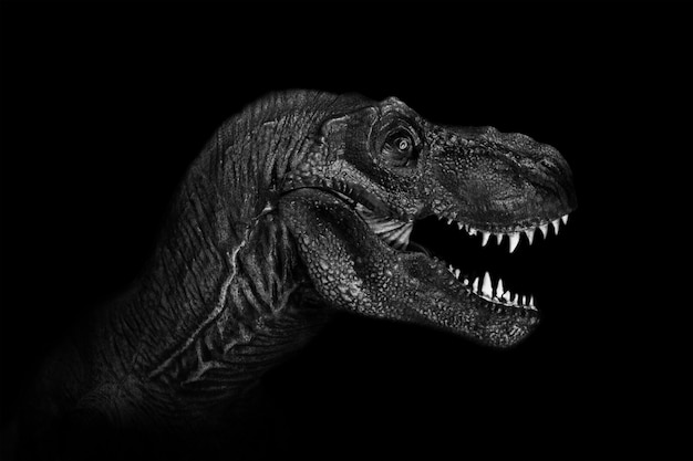 ティラノサウルス・レックスは、暗い背景にクローズアップ。