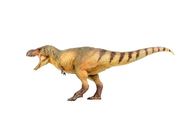 Tyrannosaurus Rex Dinosaur on white isolate background Clipping path