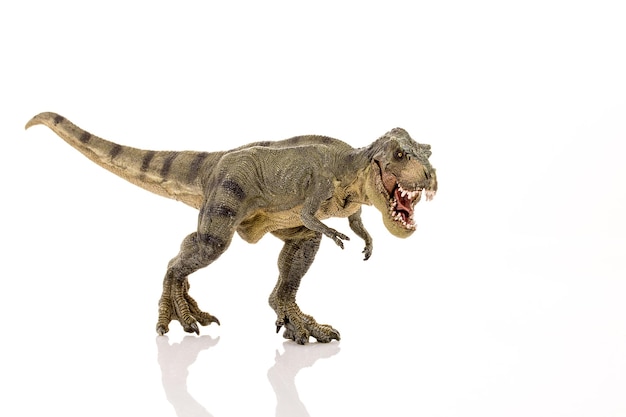 Tyrannosaurus rex isolate in white background