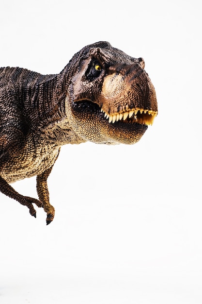 Tyrannosaurus T-rex, dinosaur on white background 