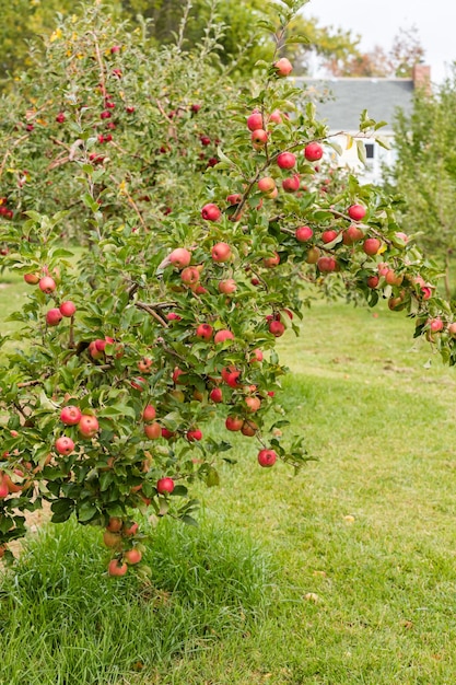 Foto u-pick appelboerderij op een dag in de herfst.