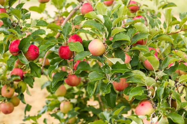 Яблочная ферма U-pick в один осенний день.