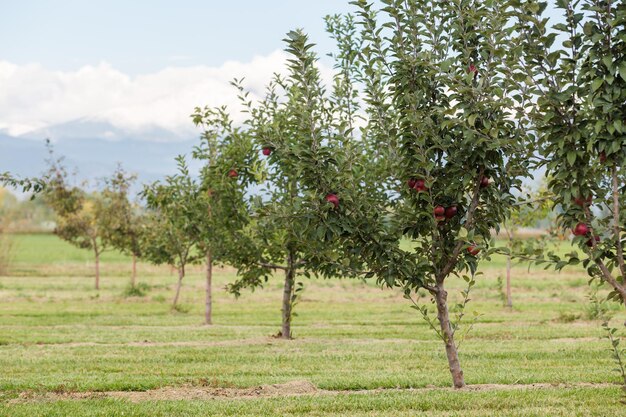 U-pick apple farm on one day in Autumn.