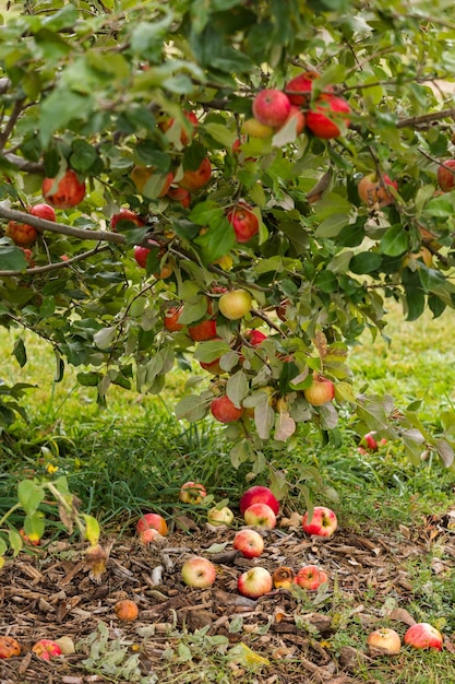 U-pick apple farm on one day in Autumn.