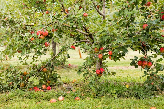U-pick apple farm on one day in Autumn.