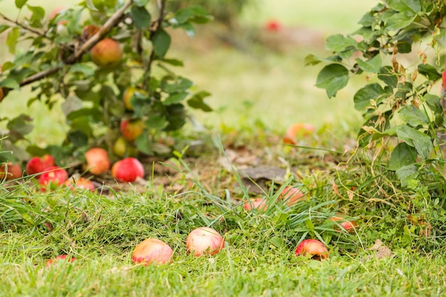 U-pick apple farm on one day in Autumn.