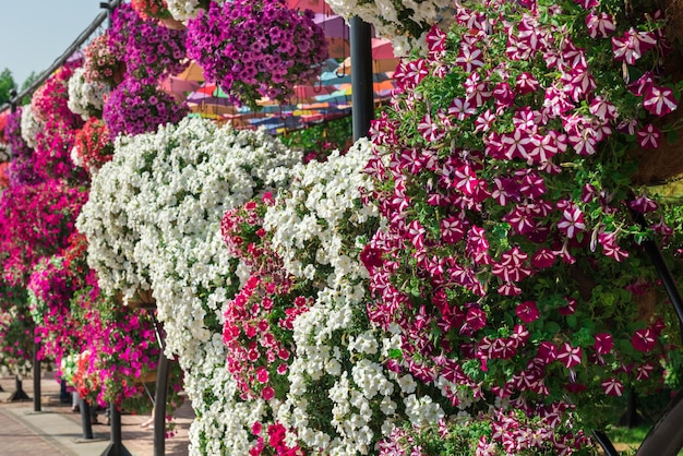 アラブ首長国連邦、ドバイ-12月30日：晴れた日に百万以上の花が咲くドバイ奇跡の庭園2014年12月30日