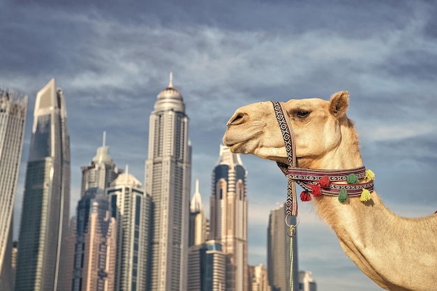 UAE Dubai Marina JBR beach style camels and skyscrapers