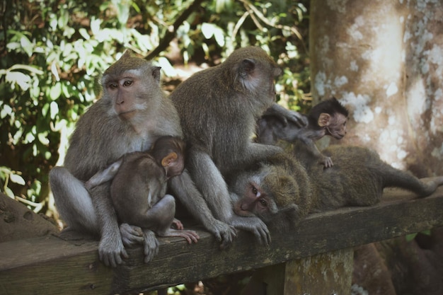 Foto ubud bali