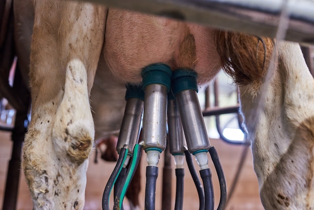 Udders of a cow connected to a milking machine on a dairy farm