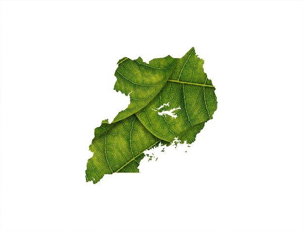 Uganda map made of green leaves on white background ecology concept