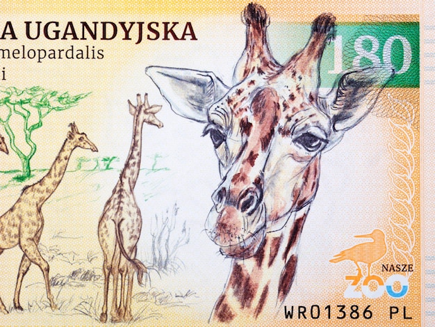 Ugandan giraffe a portrait from money