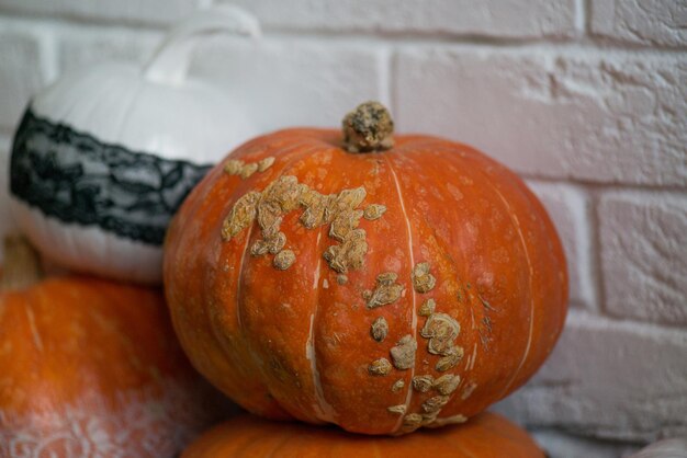 Ugly autumn pumpkins on the black floor