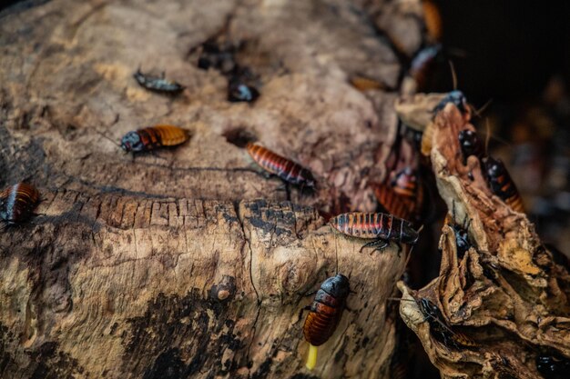 Photo ugly brown insects that loathe cockroaches walking on the trunk trees