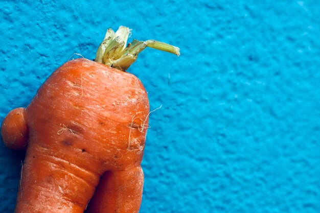 Ugly carrot root vegetable grown like human body part isolated against the blue color wall background