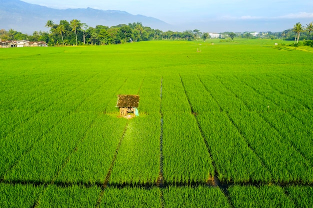 Ugly hut at middle of green rice field