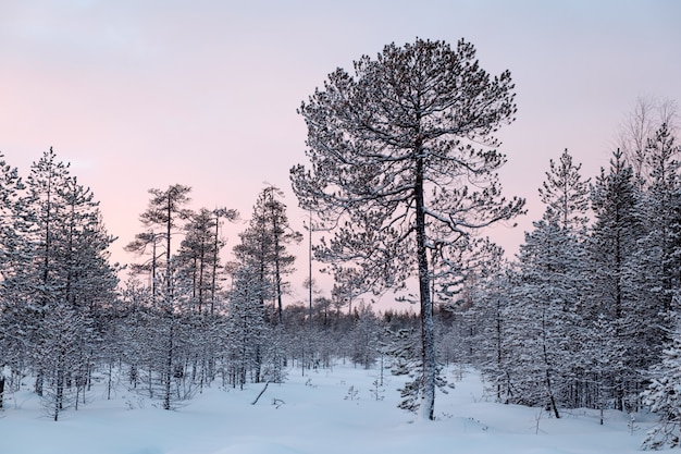 Photo ugly snow covered pine