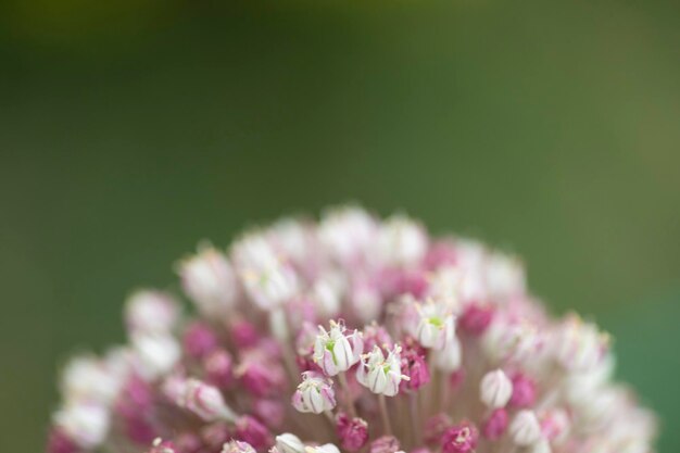 Ui Bloem Kleurrijke natuurlijke tuin bloemen kunst interieurdecoratie